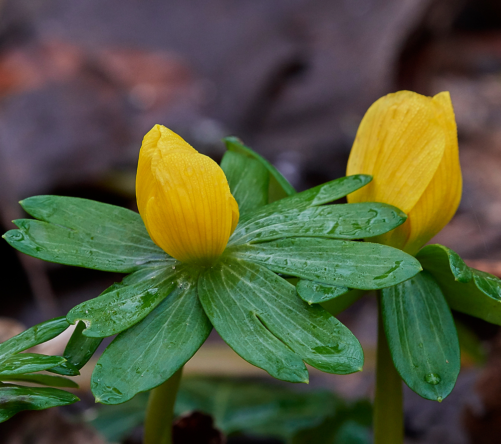 Aconite260118-1