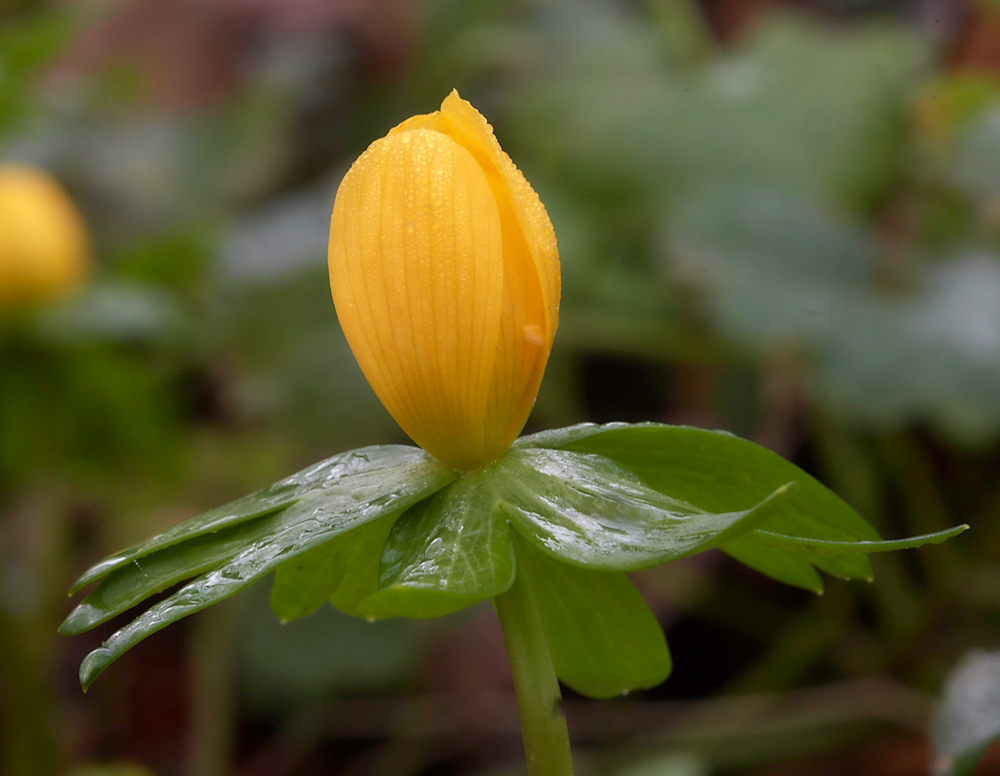 Aconite260118-4