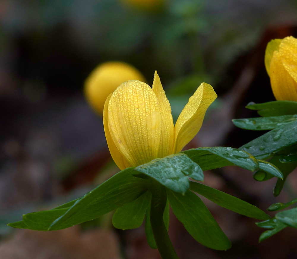 Aconite260118-5