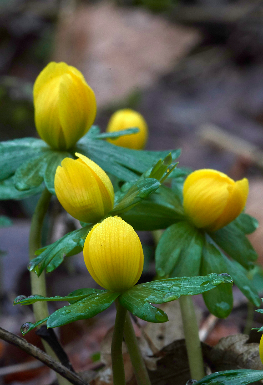 Aconite260118-6