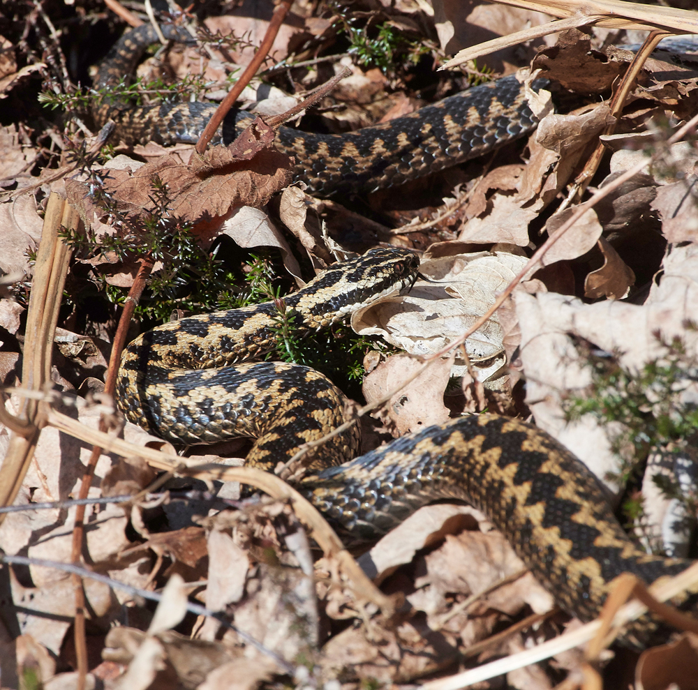 Adder130318-2