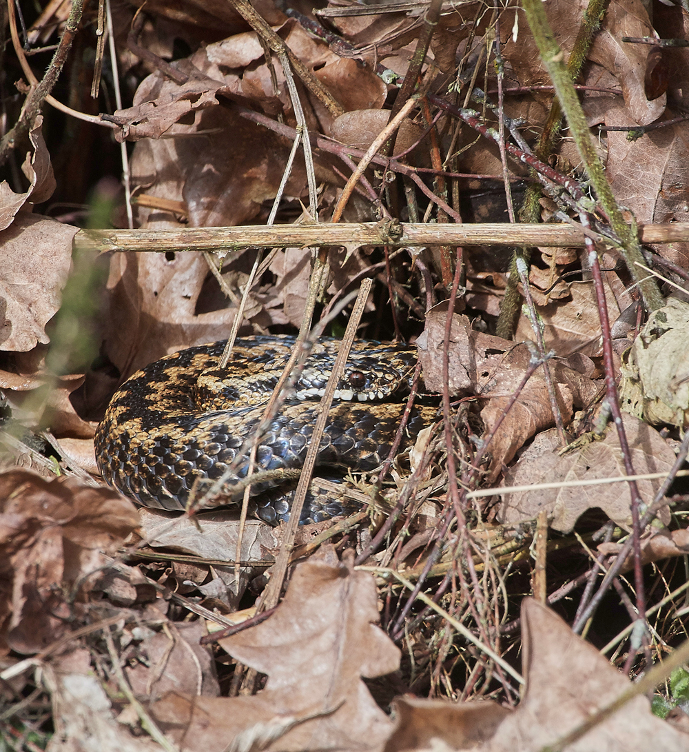 Adder130318-3