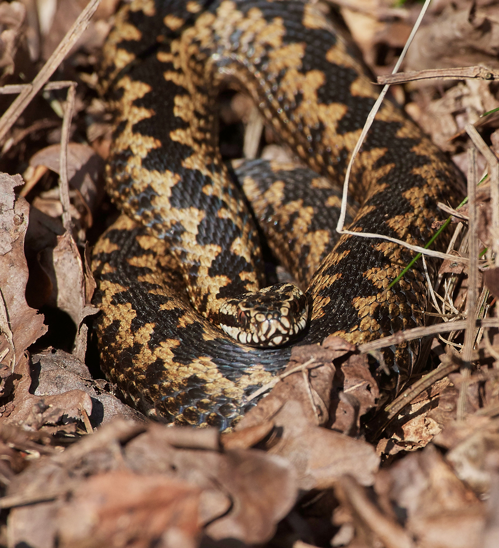 Adder220218-14