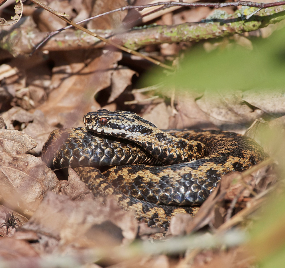 Adder220218-6