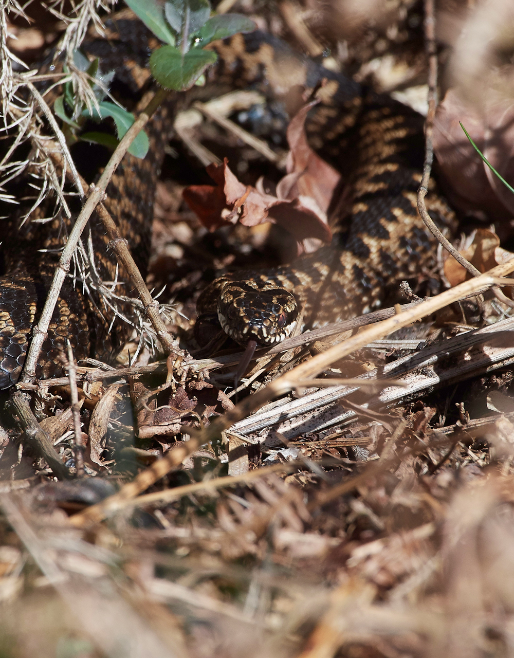 Adder290318-2