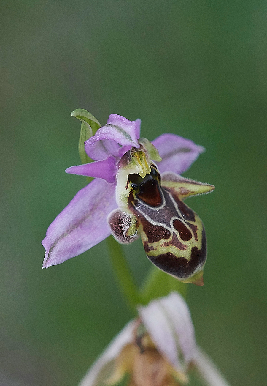 Amitha-MesanagrosOphrys0418-2