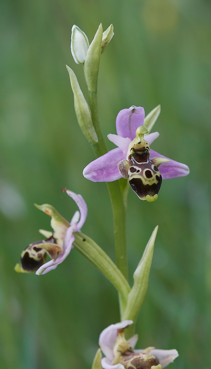 Amitha-MesanagrosOphrys0418-3