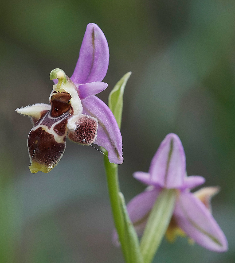 Amitha-MesanagrosOphrys0418-4