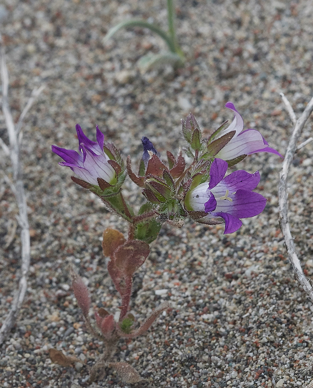 Apolakkia-KattaviaRdCampanulaSp0418-1