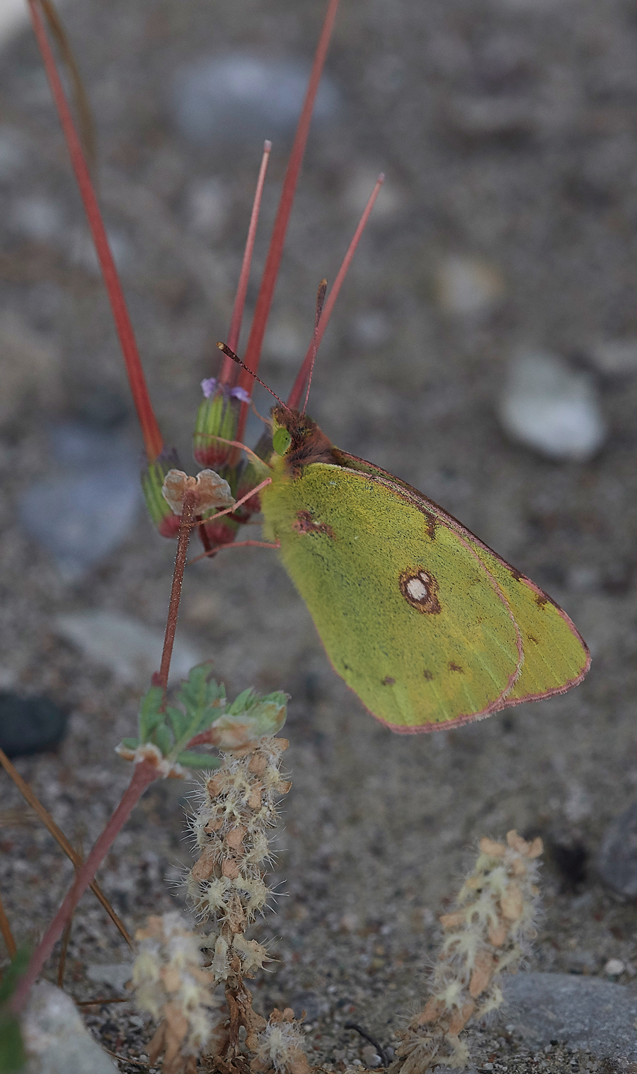 Apolakkia-KattaviaRdCloudedYellow0418-1