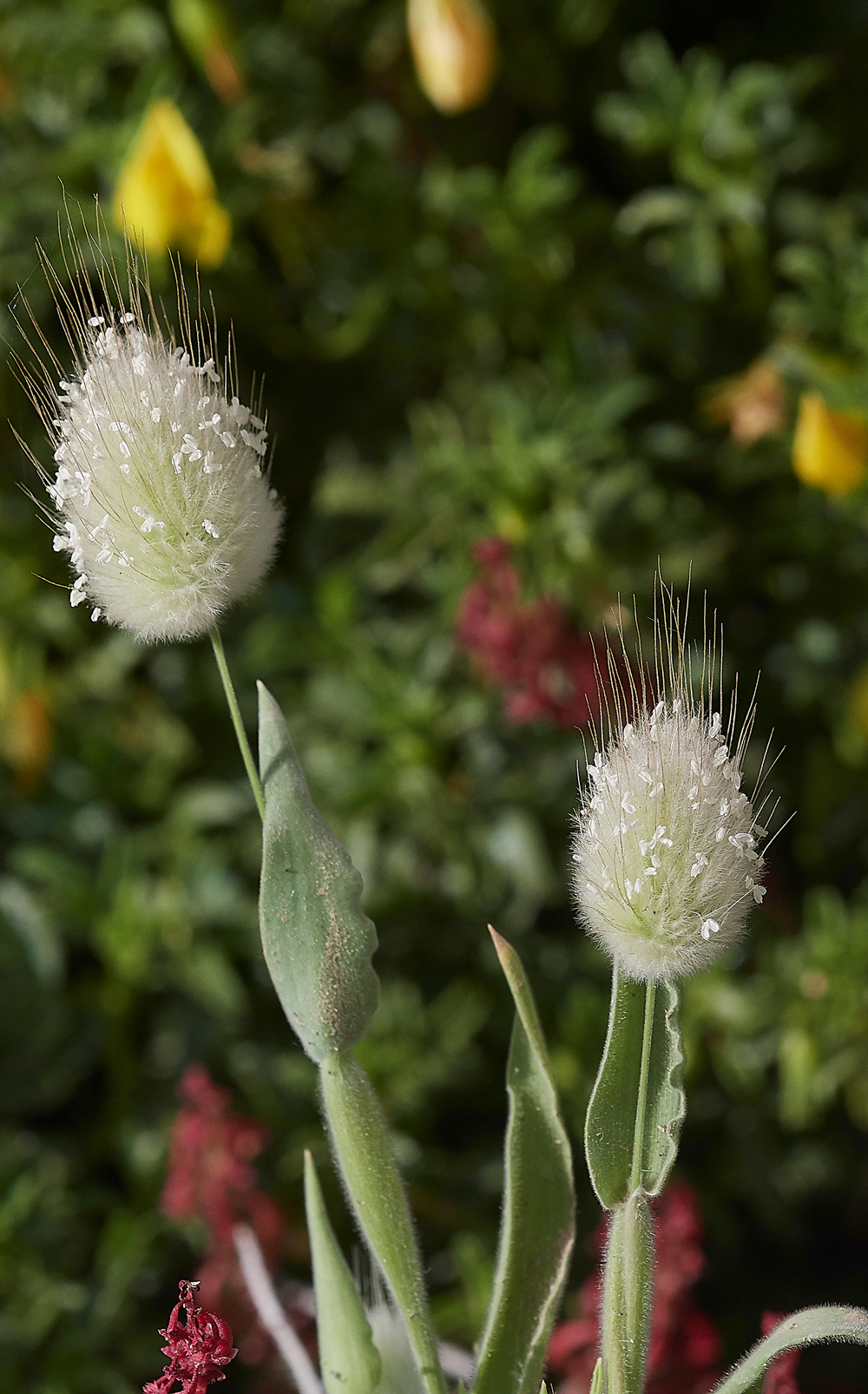 Apolakkia-KattaviaRdGrass0418-1