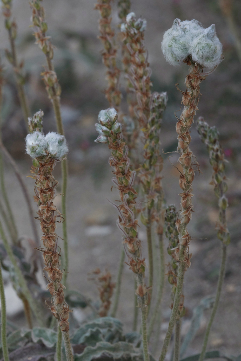 Apolakkia-KattaviaRdPlantain0418-1