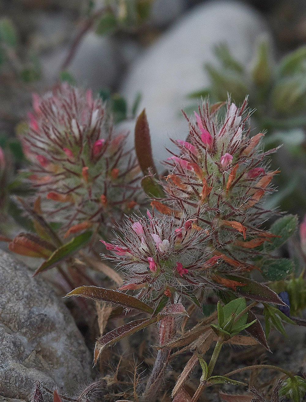 Apolakkia-KattaviaRdTrifoliumstellata0418-1