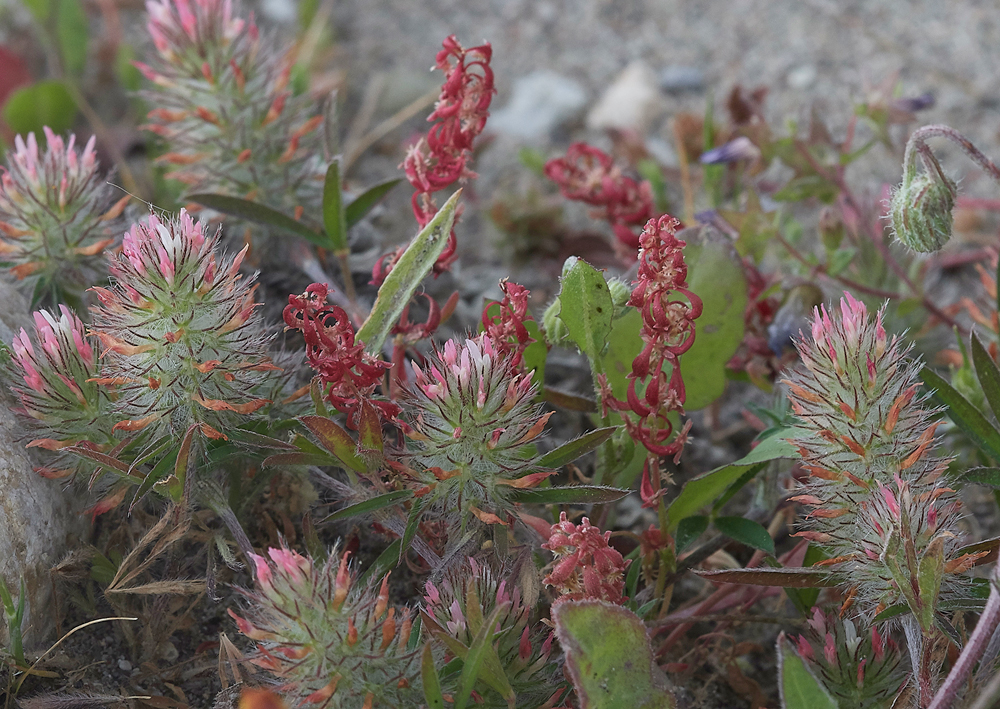 Apolakkia-KattaviaRdTrifoliumstellata0418-2