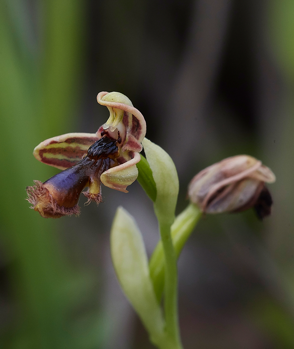 Asklipiio-LaermaRdOphrysregis-fernandii0418-3