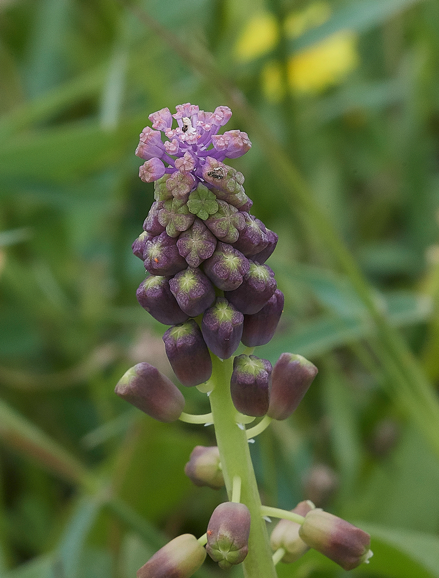 Asklippio-LaermaRdArmenianGrapeHyacinth0418-1