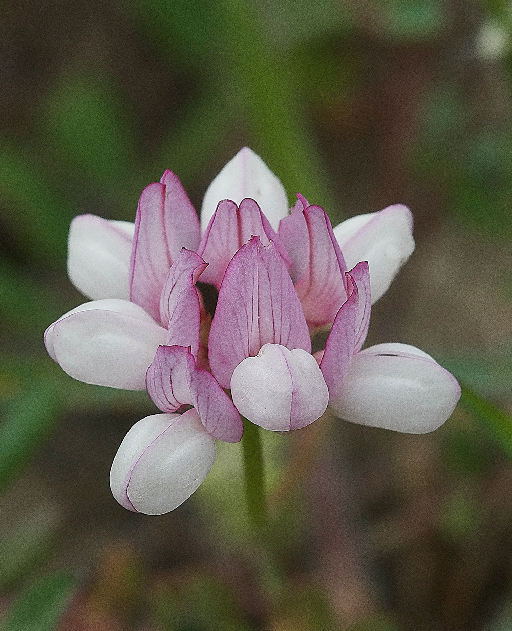 Asklippio-LaermaRdCrownVetch0418-1