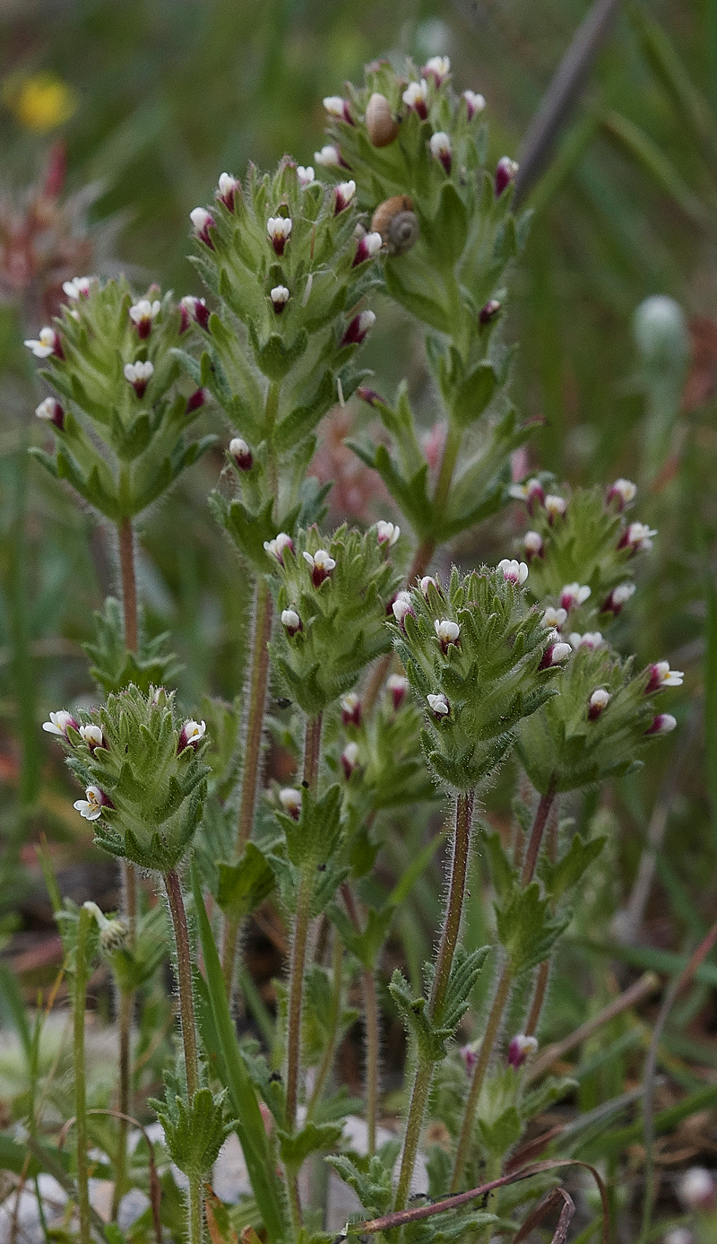 Asklippio-LaermaRdParentucellialatifolia0418-2