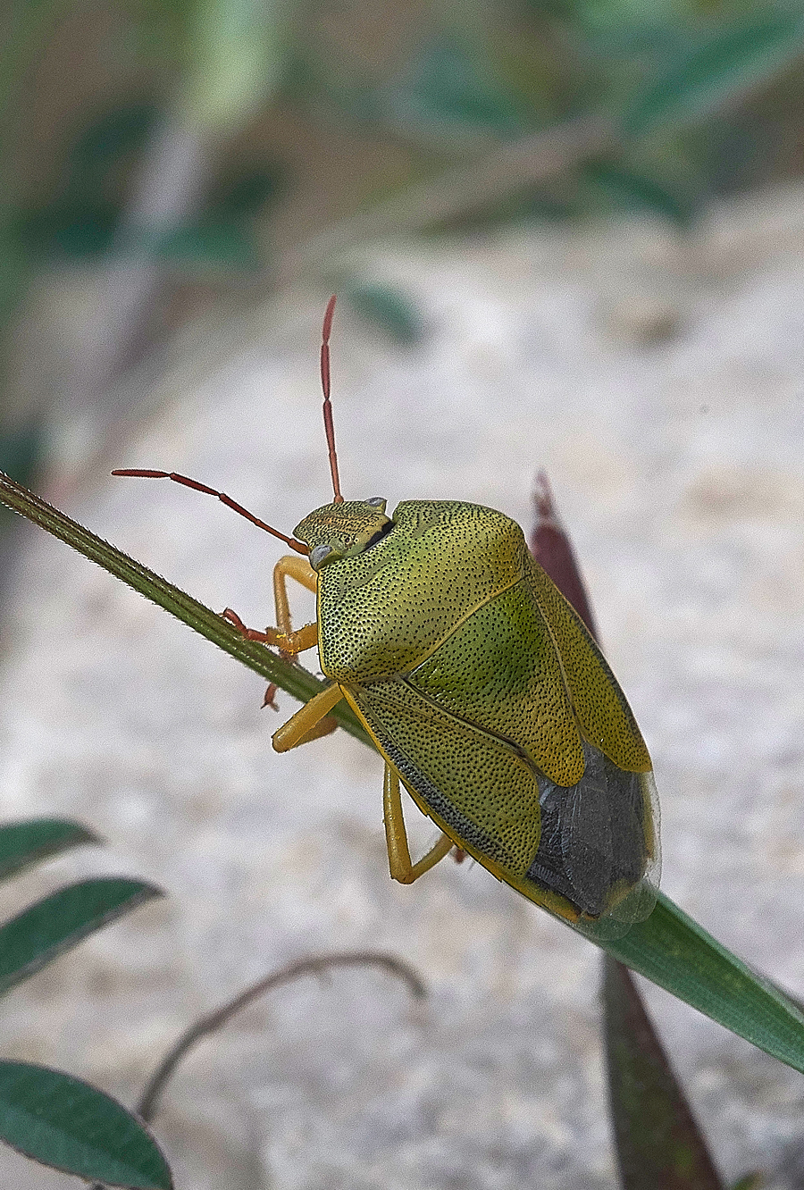 Asklippio-LaermaRdShieldBug0418-2