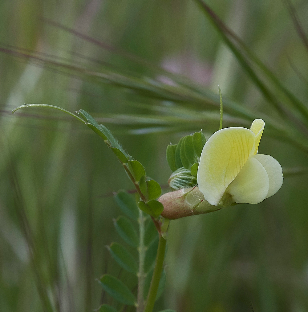 Asklippio-LaermaRdViciahybrida0418-1