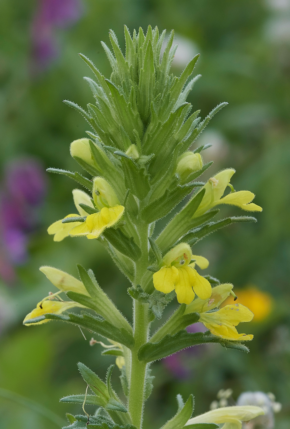 Asklippio-LaermaRdYellowBartsia0481-1