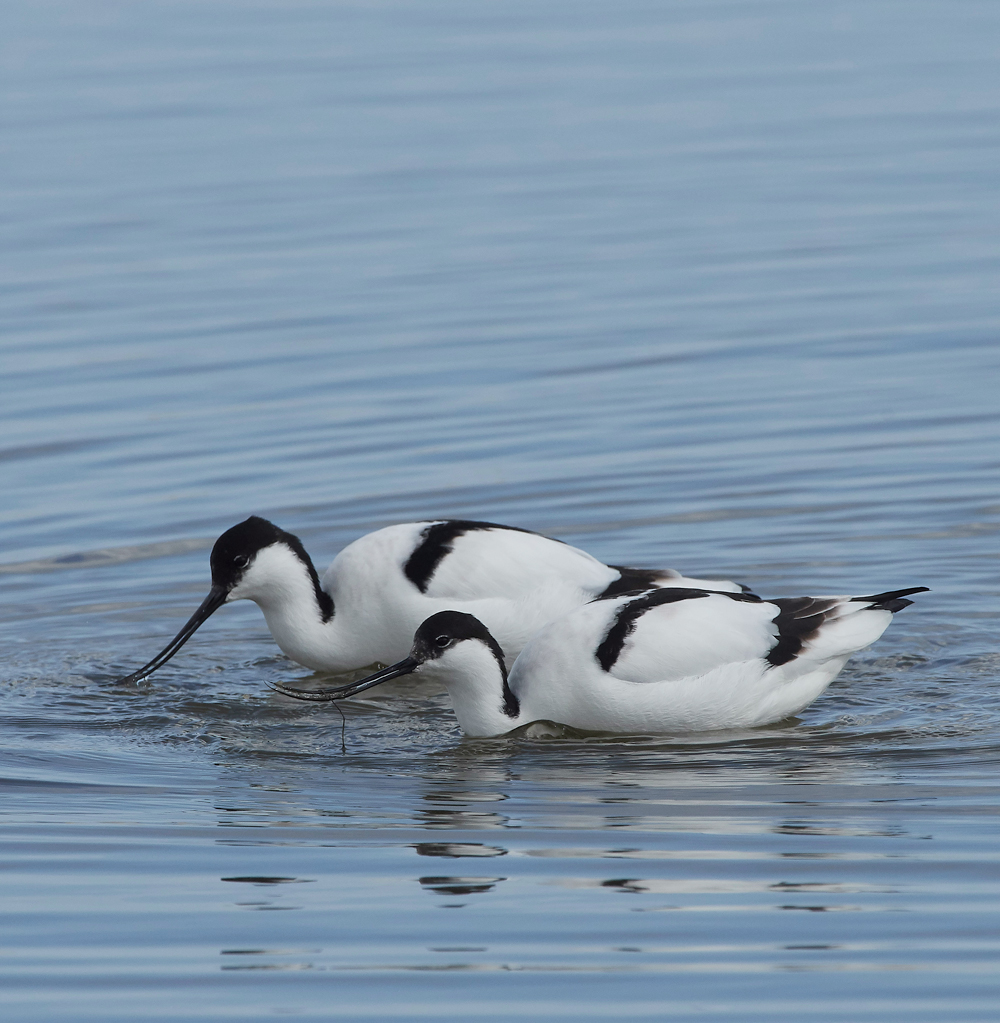 Avocet290318-1