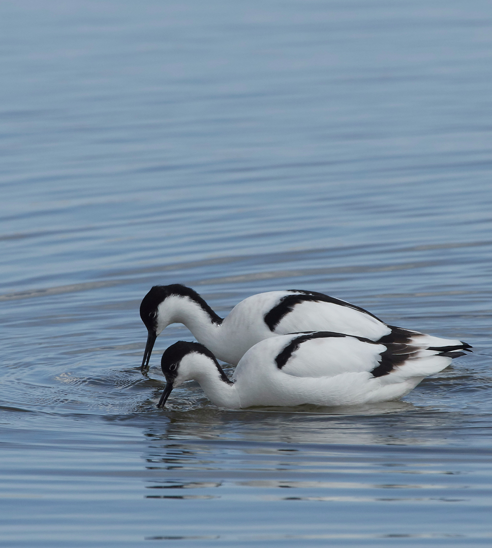 Avocet290318-2