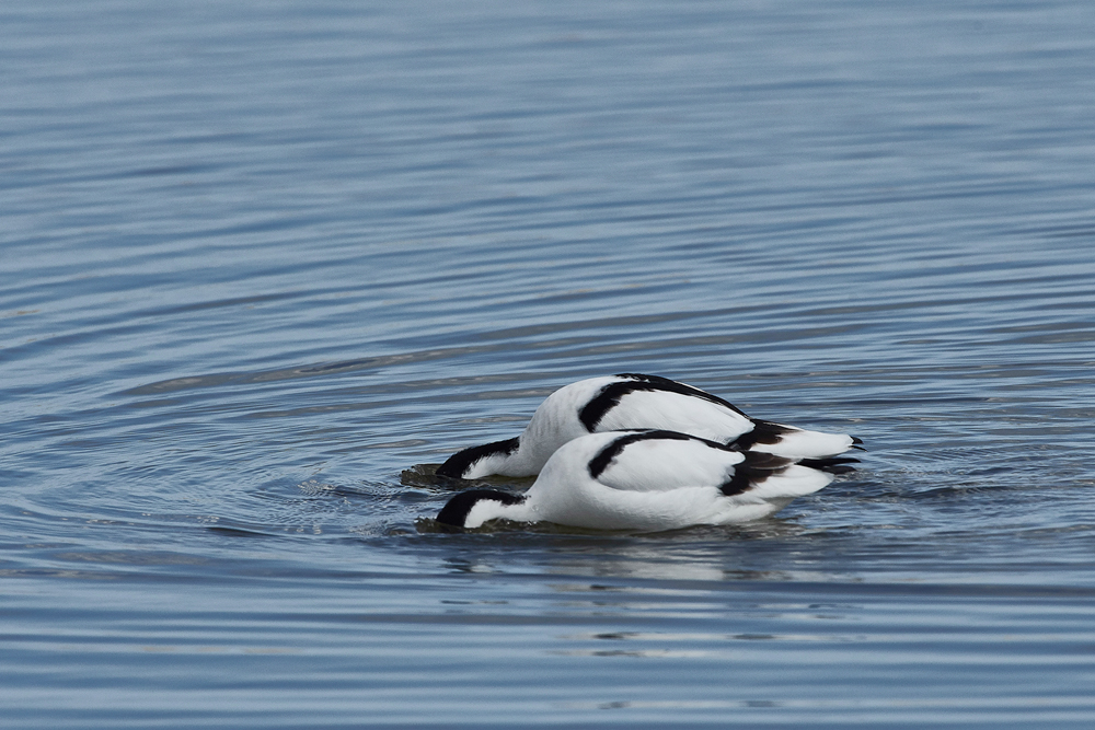 Avocet290318-3