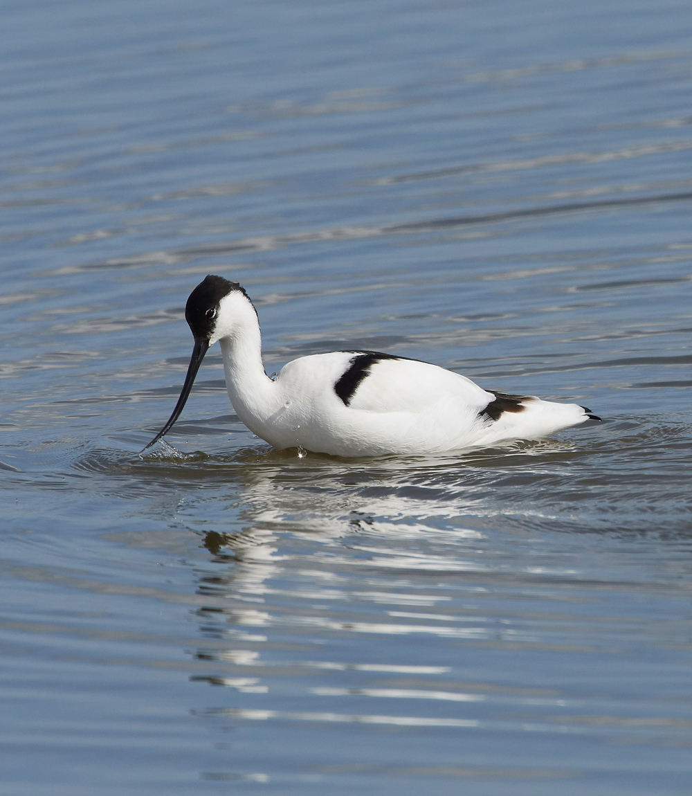 Avocet290318-4