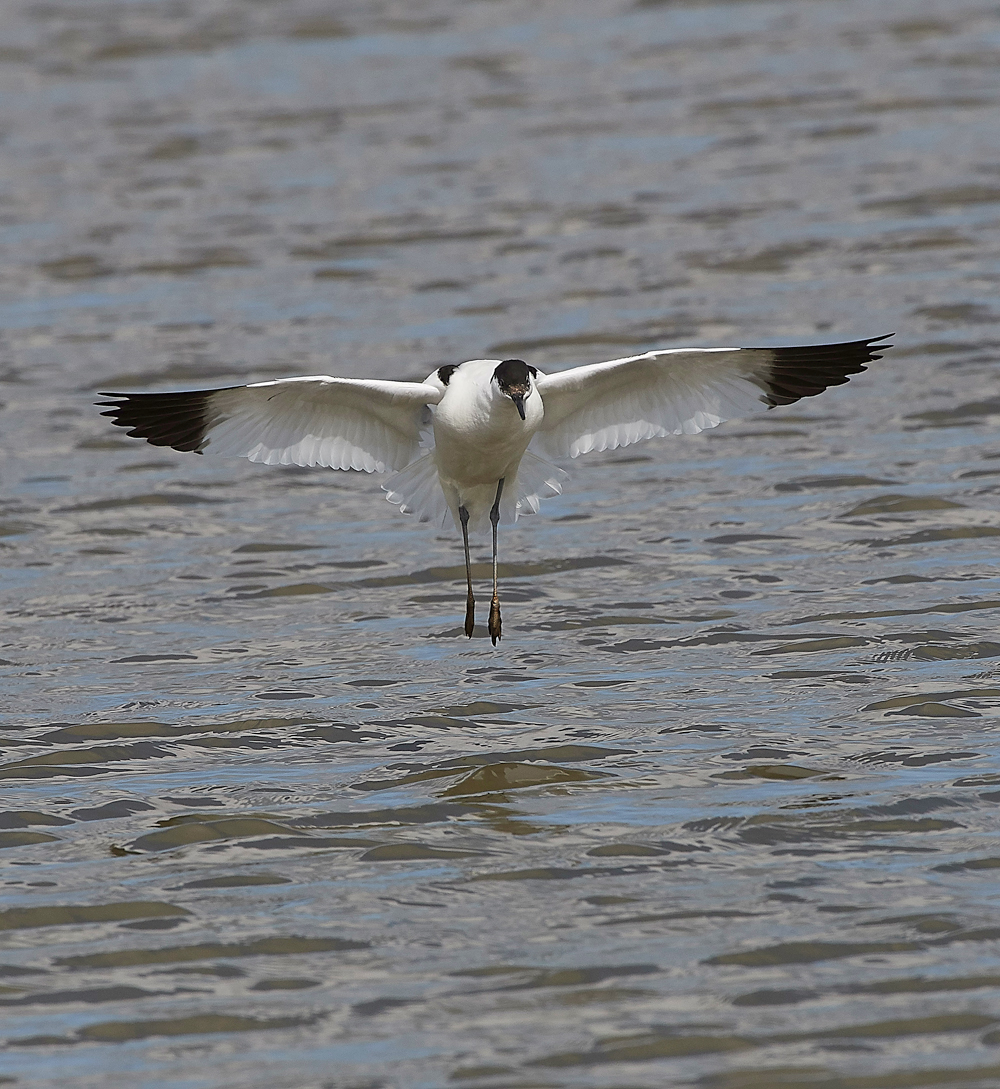 Avocet290318-5