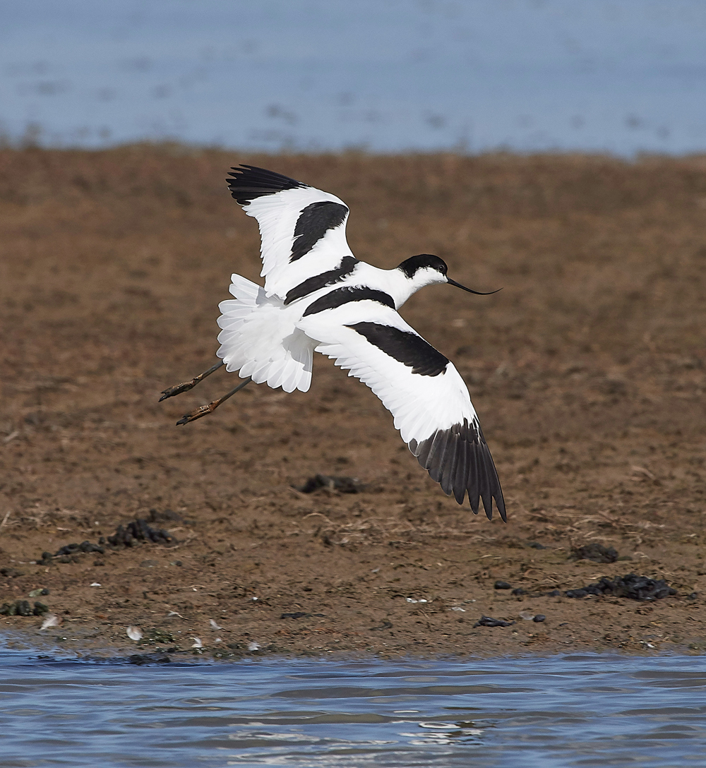 Avocet290318-6