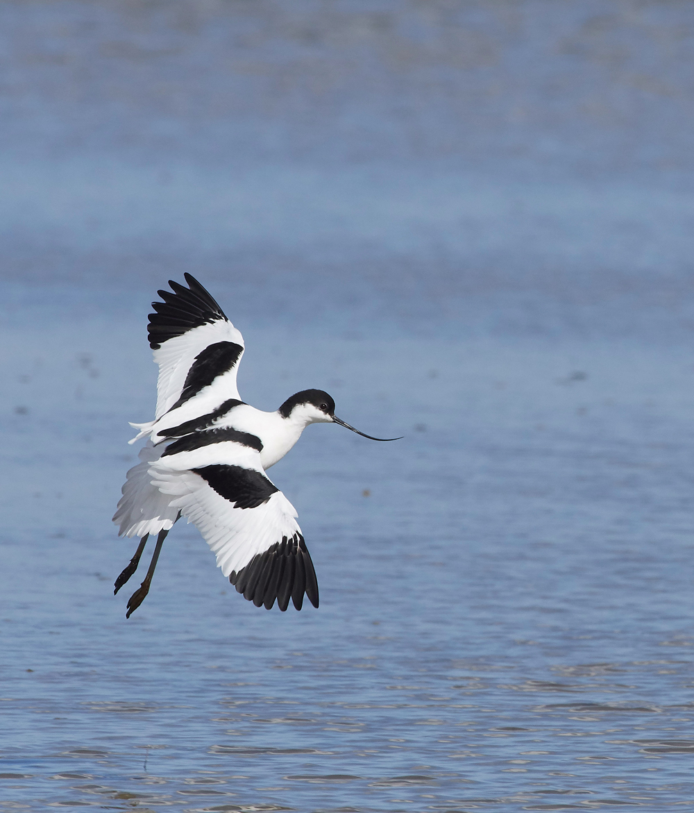 Avocet290318-7