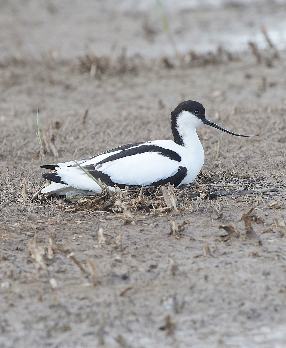 AvocetCley250418-1