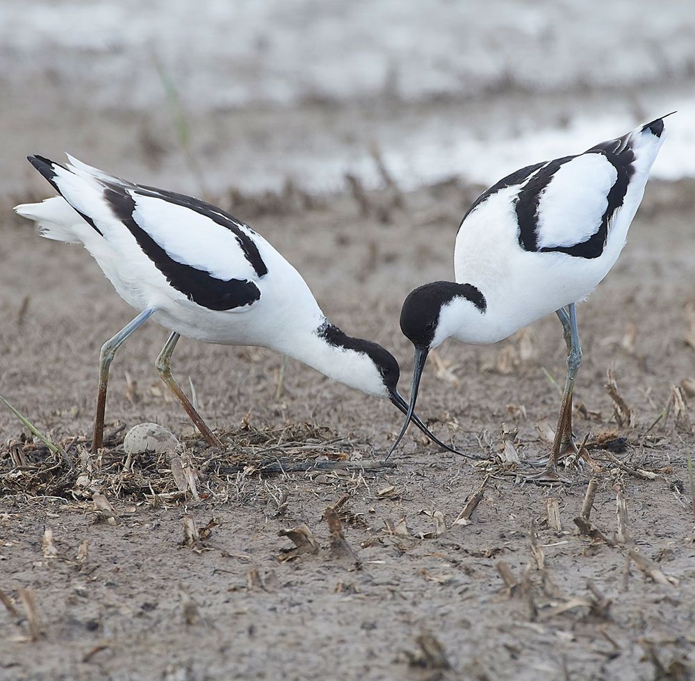 AvocetCley250418-2