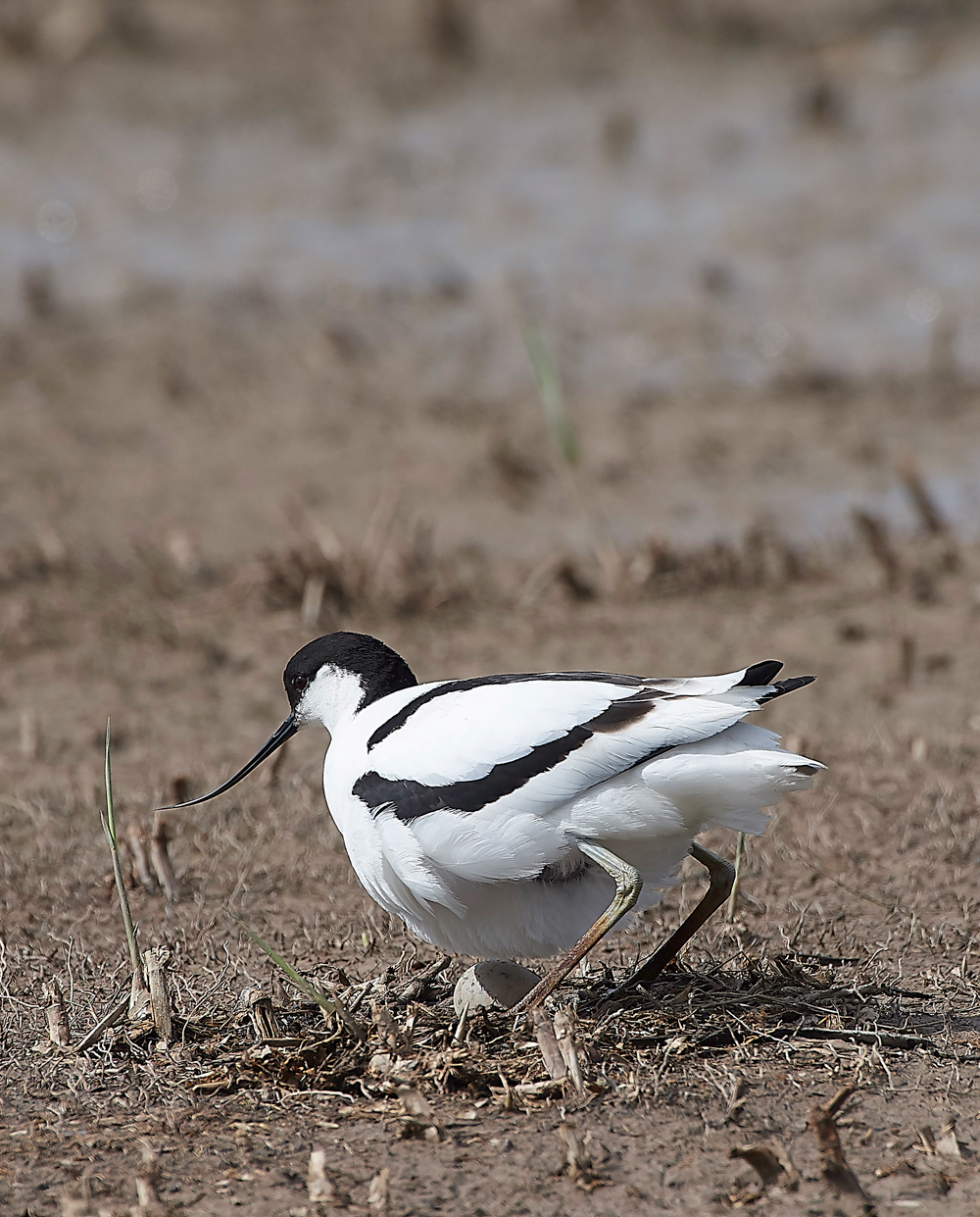 AvocetCley250418-4