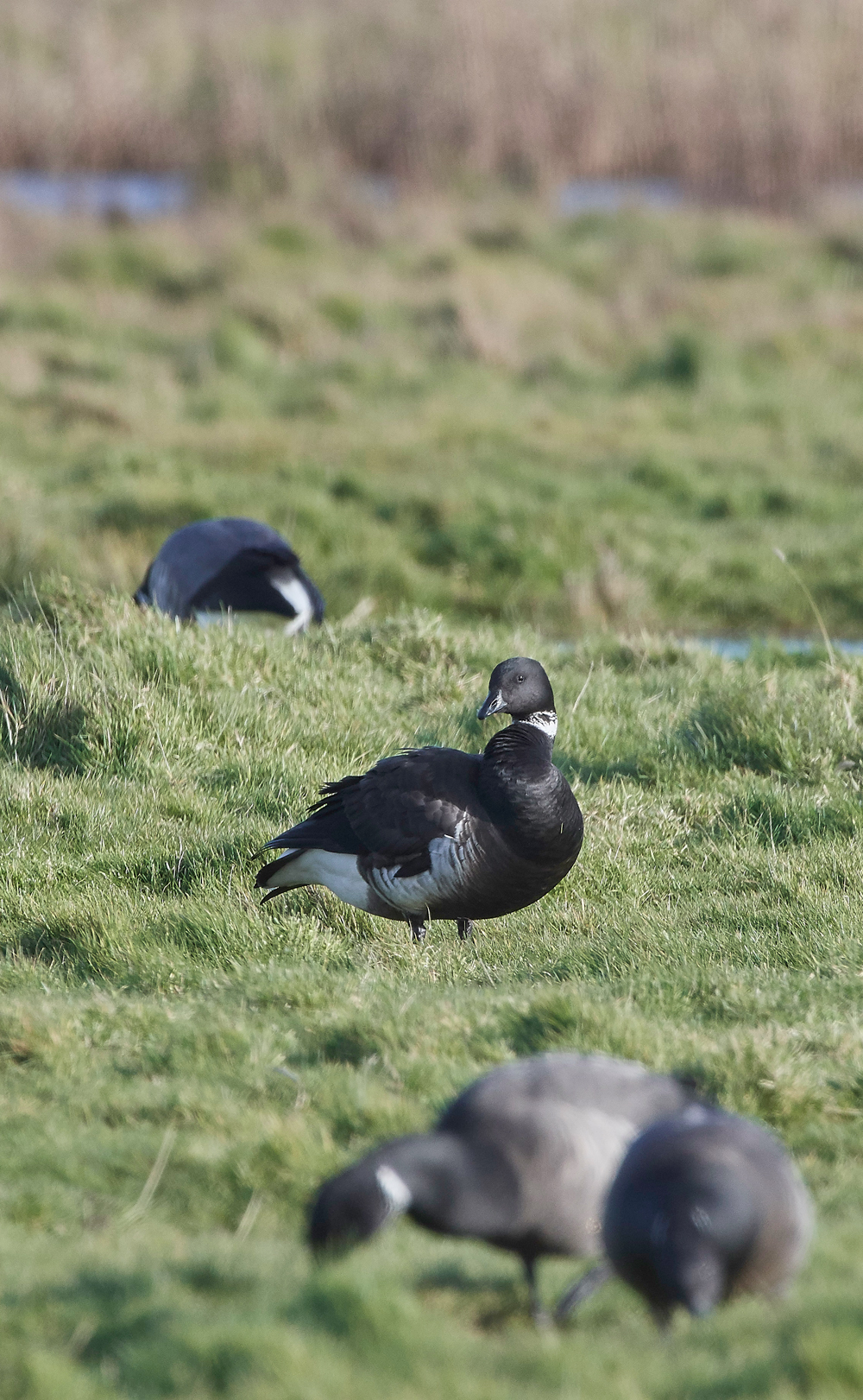 BlackBrant120218-3