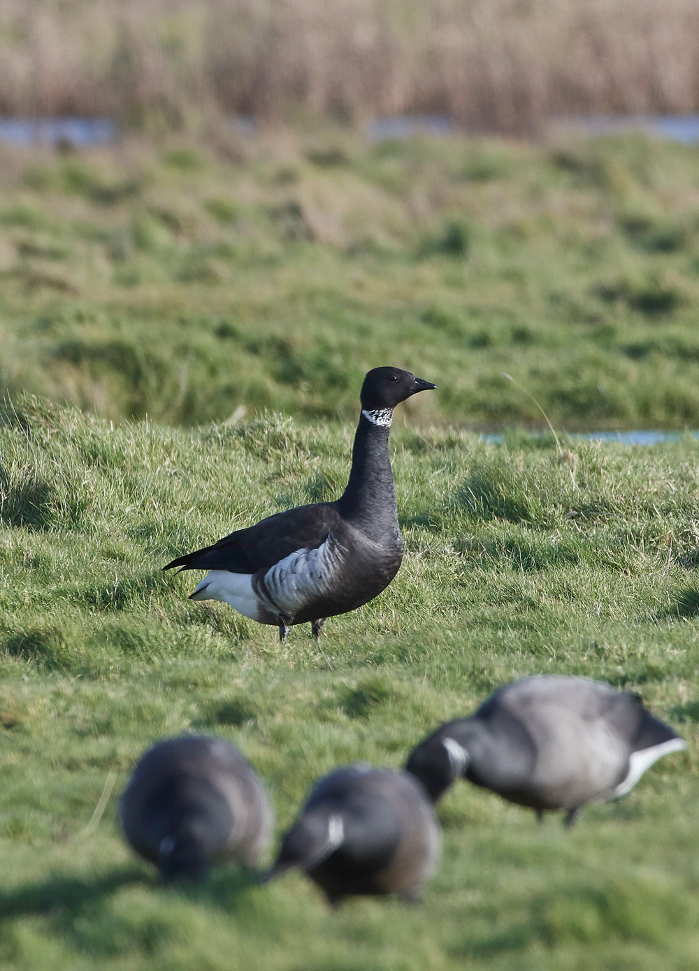 BlackBrant120218-4