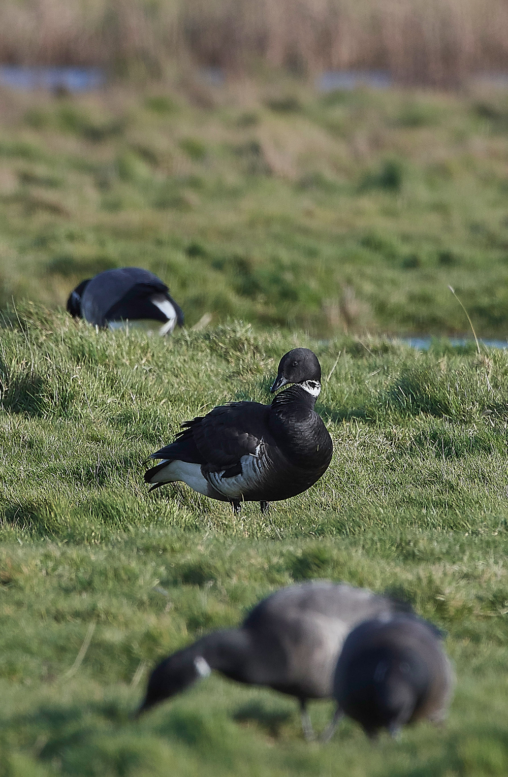 BlackBrant120218-5