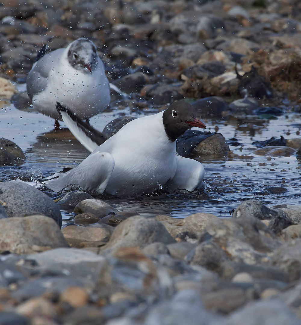 BlackHeadedGull190318-1