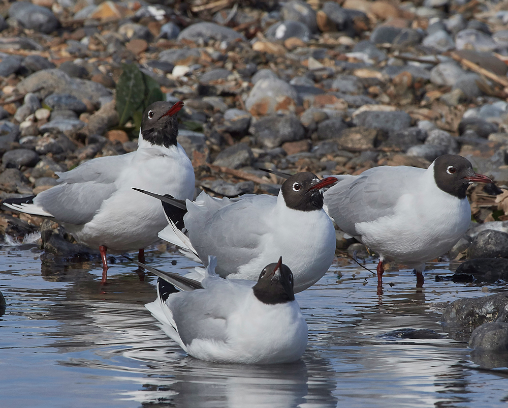 BlackHeadedGull190318-2