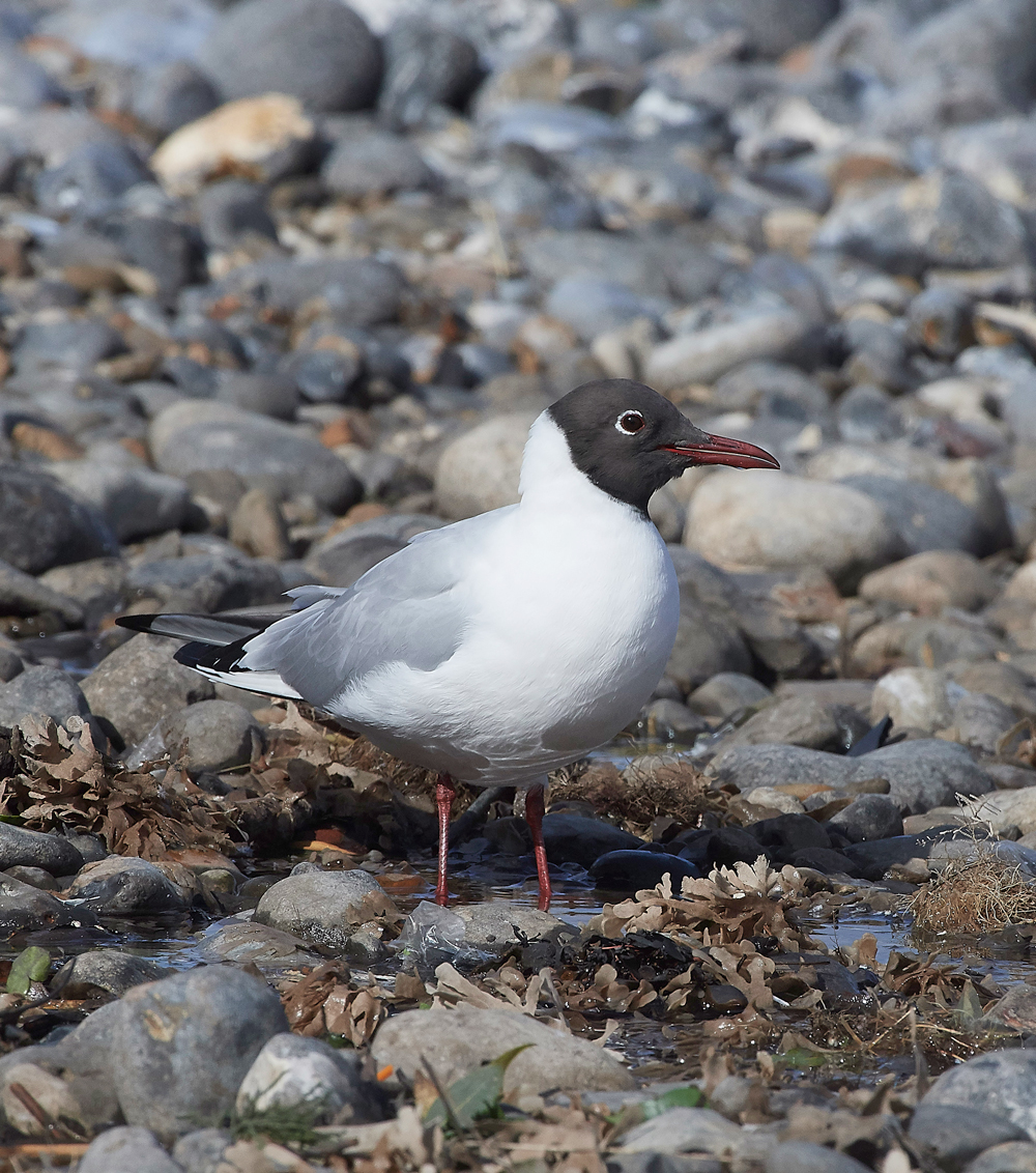 BlackHeadedGull190318-3