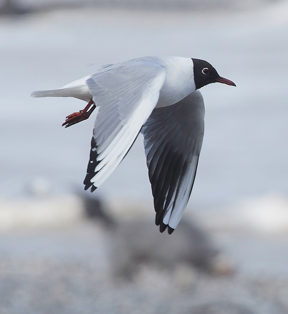 BlackHeadedGull190318-4