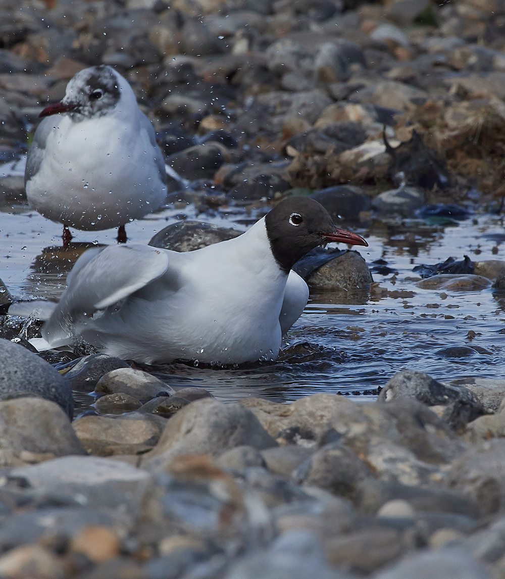 BlackHeadedGull190318-5