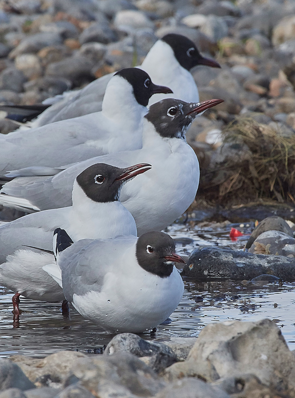 BlackHeadedGull190318-6