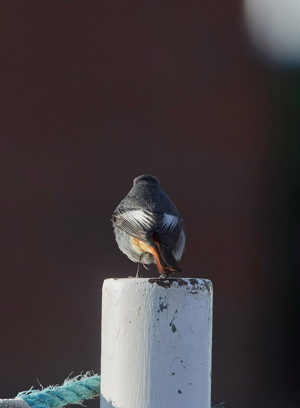 BlackRedstart160118-1