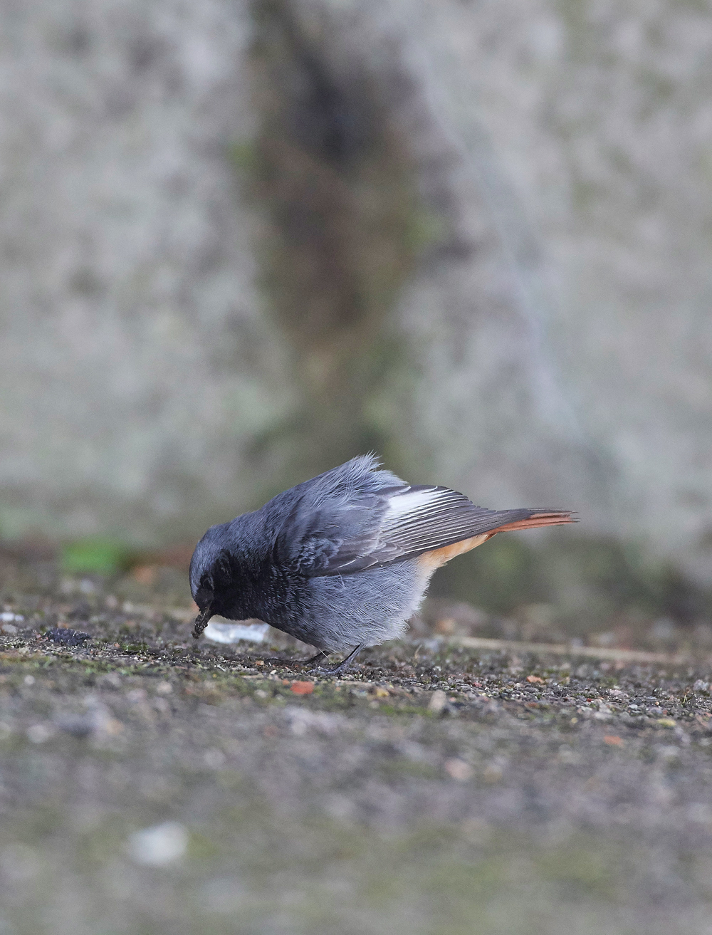 BlackRedstart160118-12