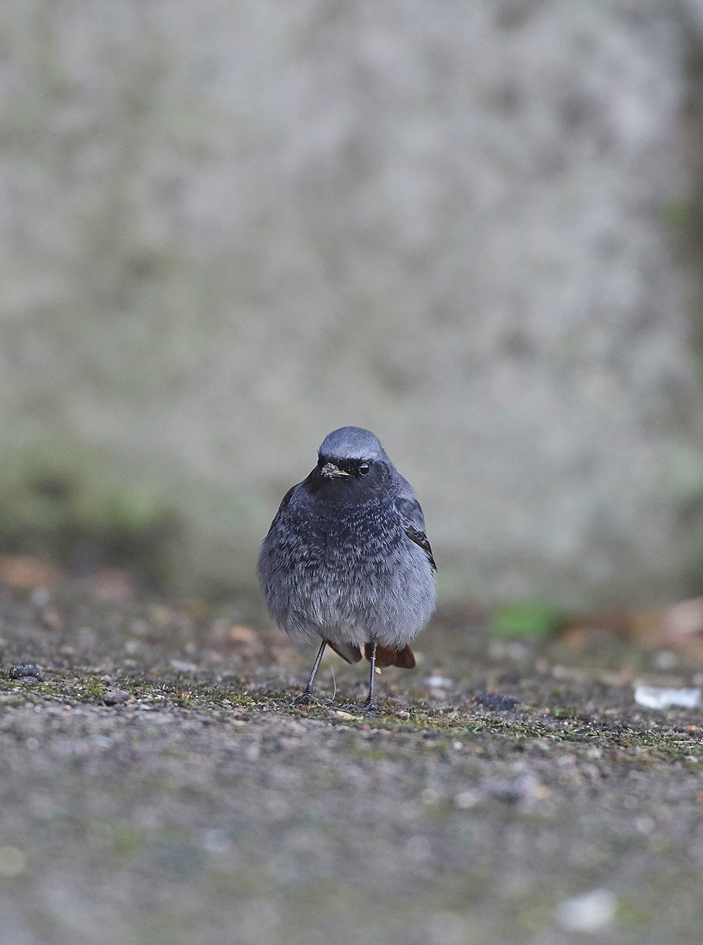 BlackRedstart160118-13