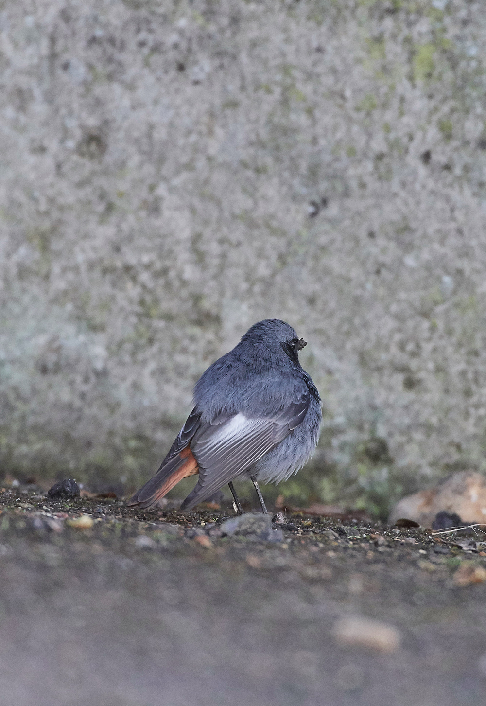 BlackRedstart160118-14