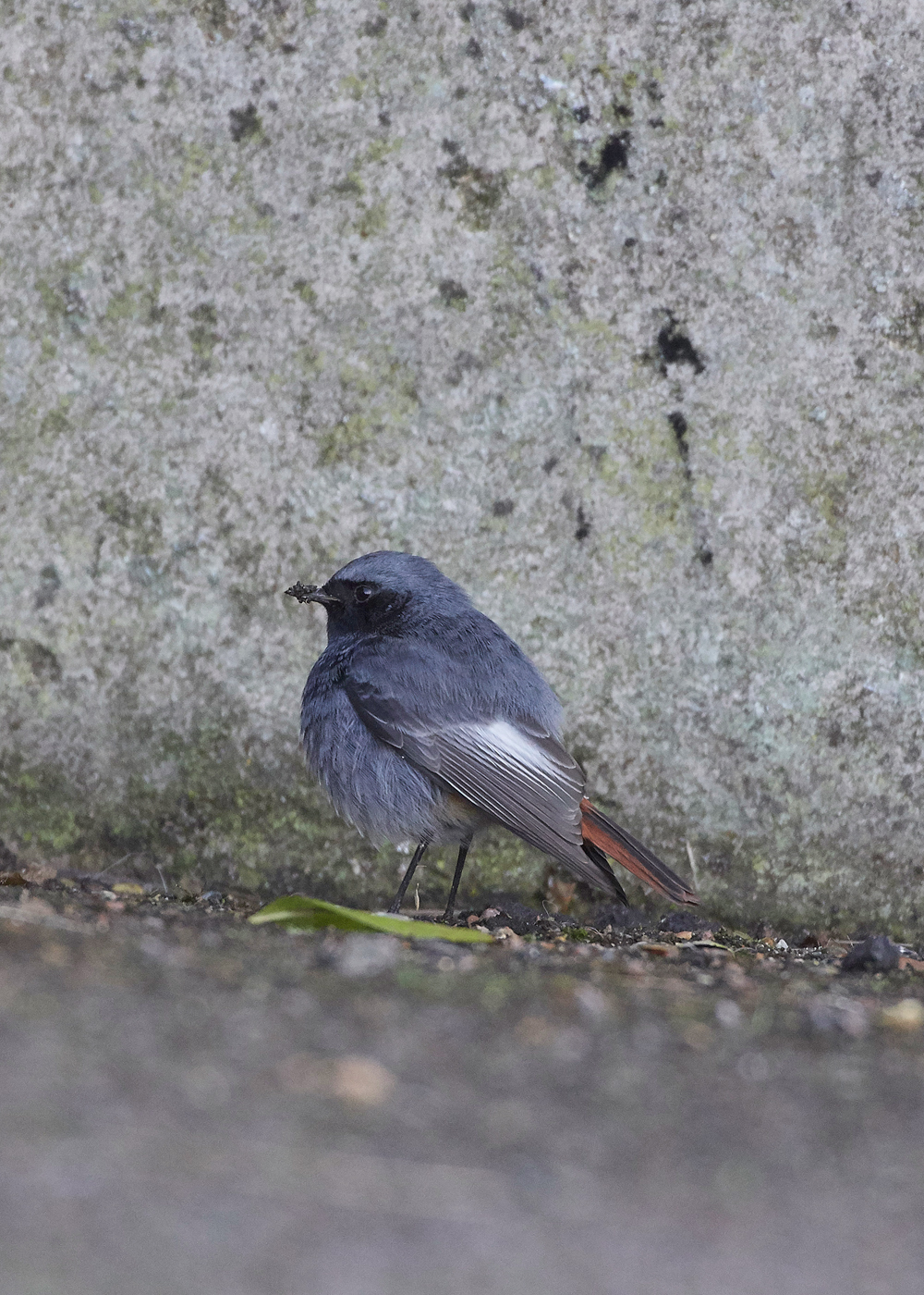 BlackRedstart160118-15