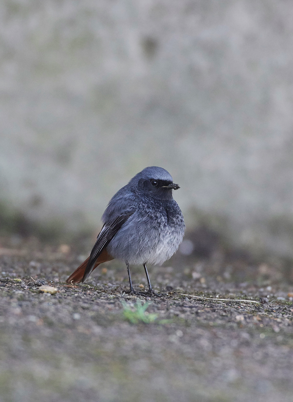 BlackRedstart160118-16